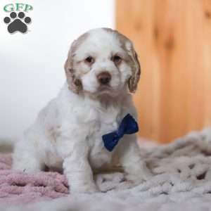 Mickey, Cocker Spaniel Puppy